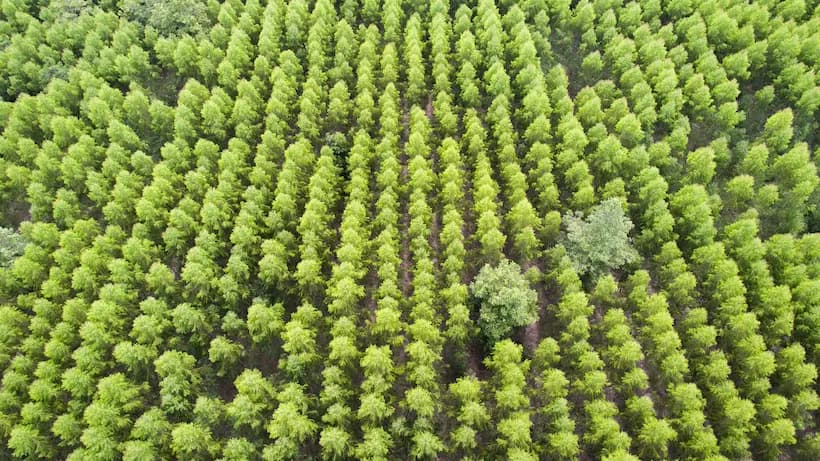 A photo of a responsibly managed forest.